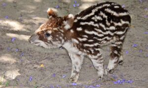 Mountain Tapir baby