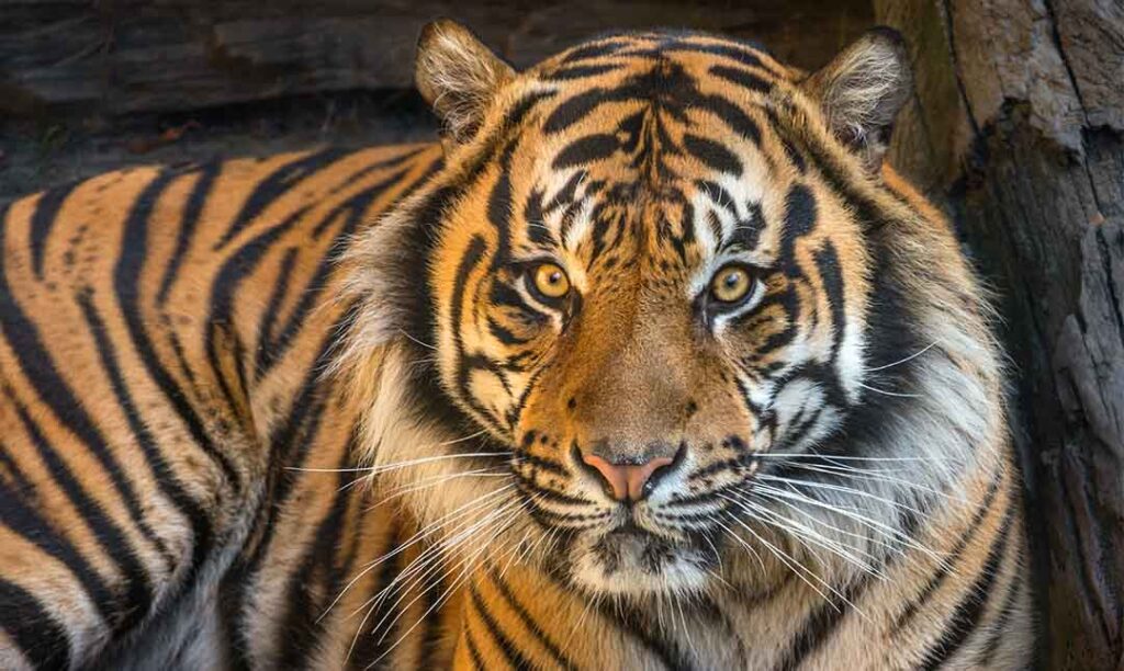 head and shoulders portrait of a tiger staring forward