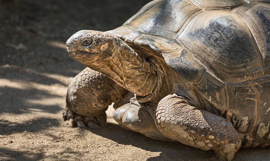 Aldabra Tortoise | Los Angeles Zoo and Botanical Gardens (LA Zoo)