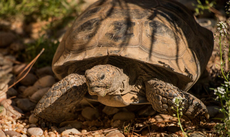 Reptiles - Los Angeles Zoo and Botanical Gardens