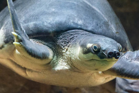 Fly River Turtle | Los Angeles Zoo and Botanical Gardens (LA Zoo)