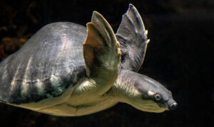 Fly River Turtle - Los Angeles Zoo and Botanical Gardens