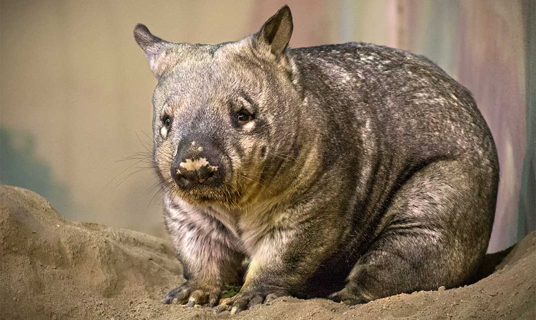 Southern Hairy-Nosed Wombat - Los Angeles Zoo and Botanical Gardens (LA Zoo)