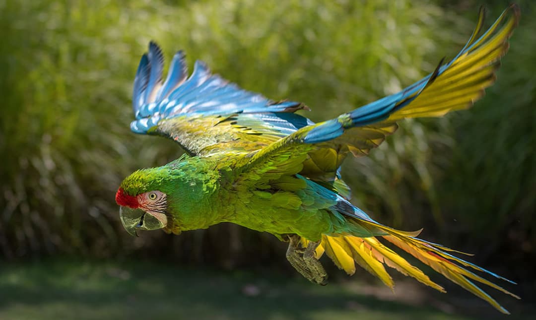 Macaw - Los Angeles Zoo and Botanical Gardens