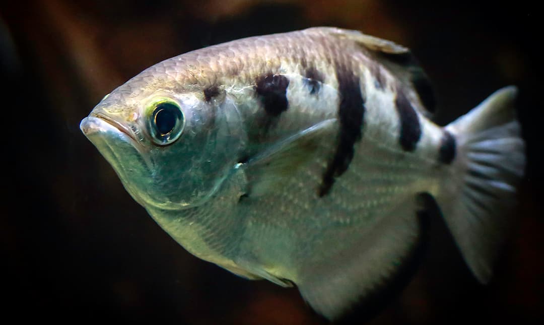 Banded Archerfish - Los Angeles Zoo and Botanical Gardens