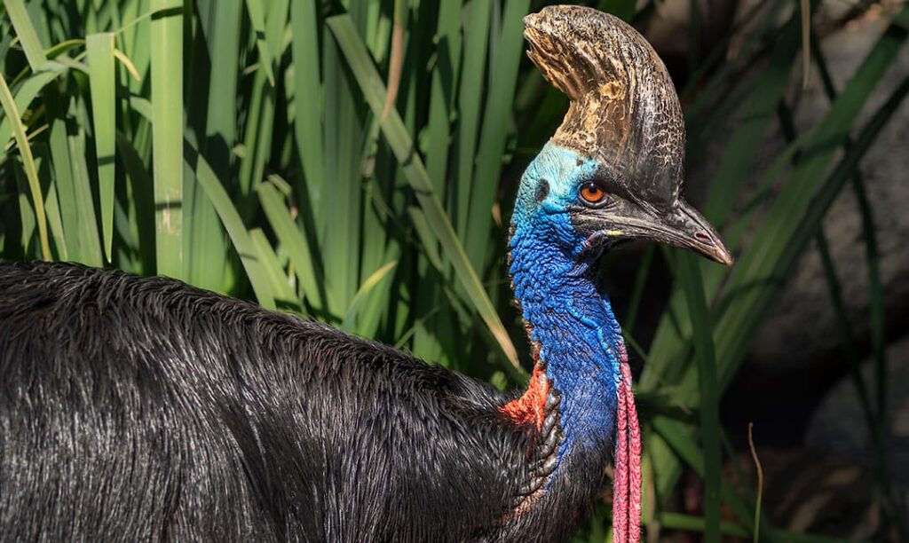 Southern (Double-Wattled) Cassowary - Los Angeles Zoo and Botanical Gardens