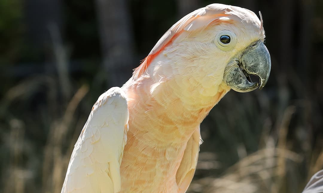 Side view of a cockatoo with light pink body feathers and darker pink on the back of its head
