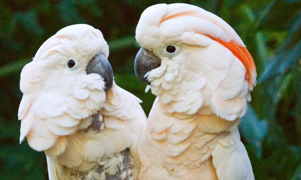 Salmon-Crested Cockatoo - Los Angeles Zoo And Botanical Gardens