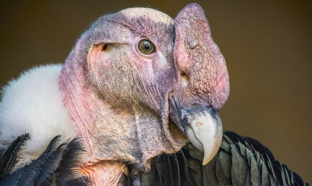 Birds | Los Angeles Zoo and Botanical Gardens (LA Zoo)