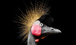 Close up of the west African crowned crane.