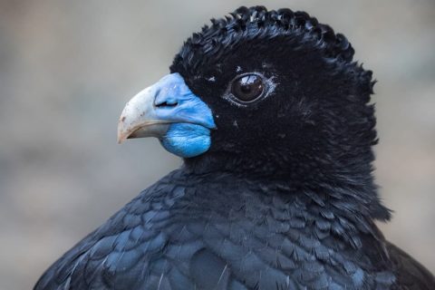 Blue-Billed Curassow | Los Angeles Zoo and Botanical Gardens (LA Zoo)
