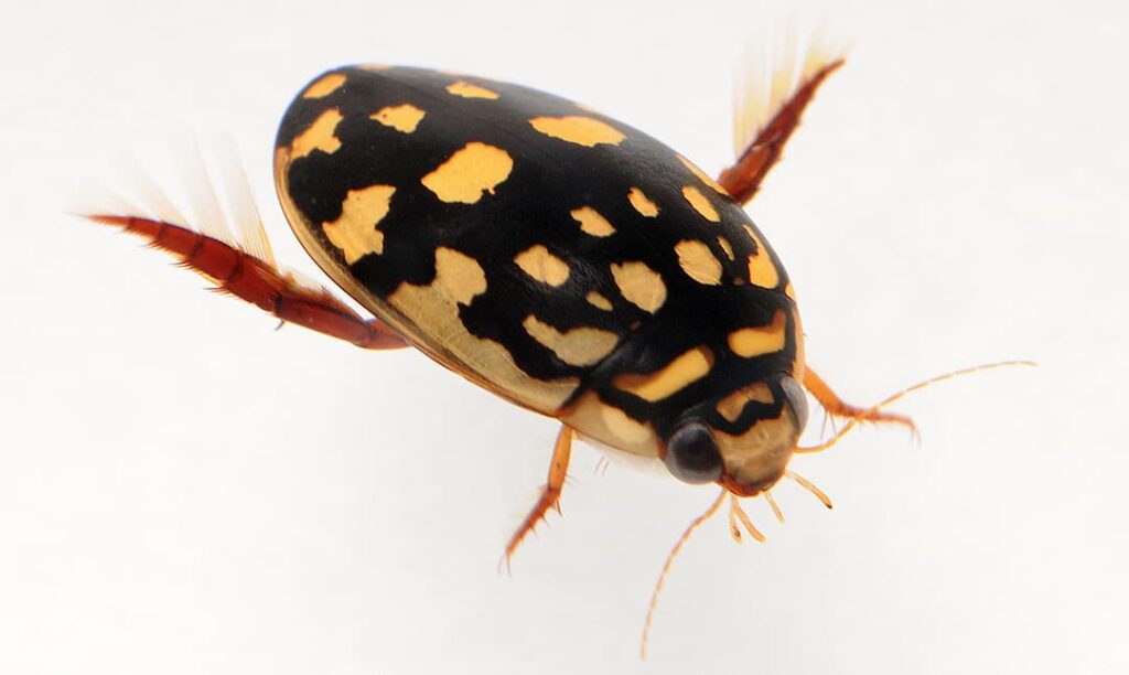 Sunburst Diving Beetle Los Angeles Zoo and Botanical