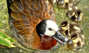 Mother and baby white-faced whistling ducks playing in the water
