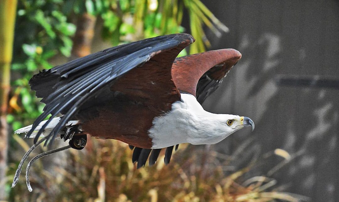 An African Fish Eagle at the LA Zoo spreads its wings.