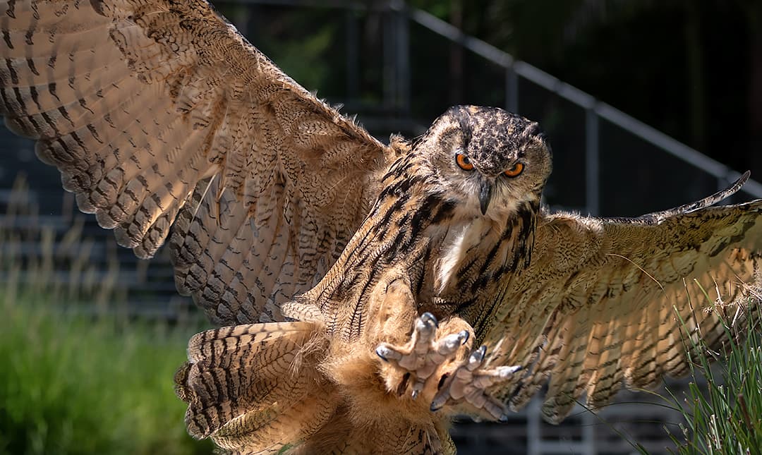 Eurasian Eagle-Owl - Los Angeles Zoo and Botanical Gardens (LA Zoo)