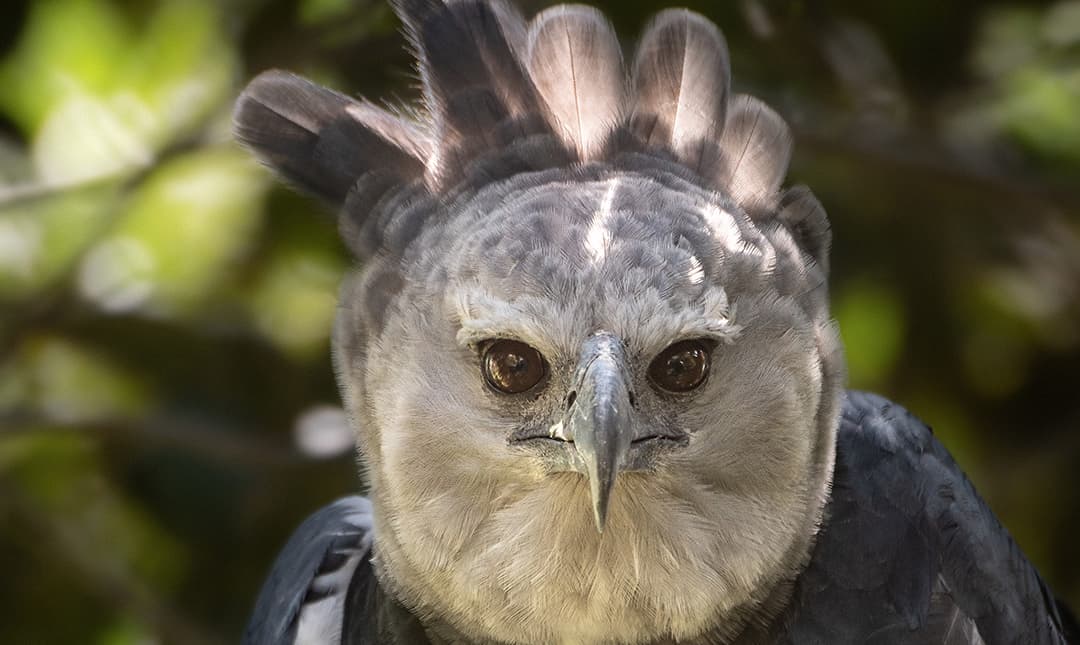 Harpy Eagle - Los Angeles Zoo and Botanical Gardens