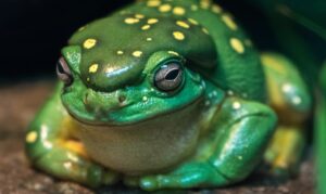 A magnificent Tree Frog taking a quick nap.