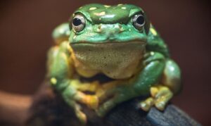 A Magnificent Tree Frog facing the camera perched on a log.