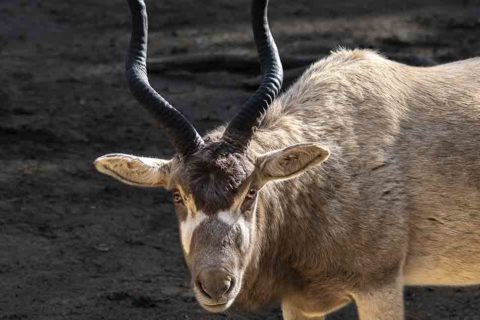 Addax - Los Angeles Zoo and Botanical Gardens (LA Zoo)