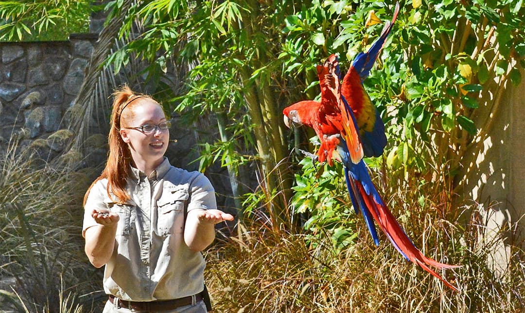 Bird Show at the LA Zoo with a colorful parrot.