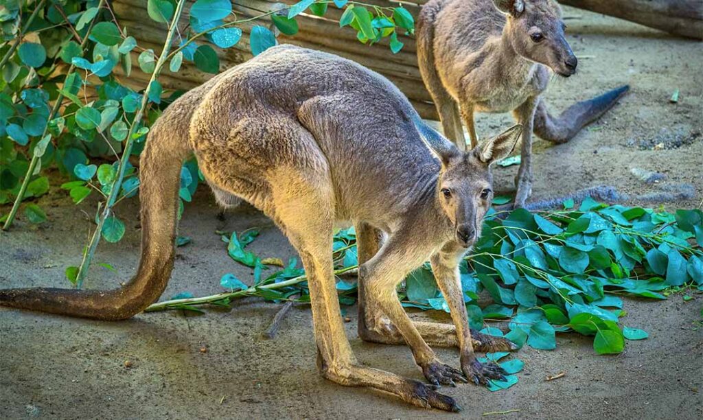 Kangaroo couple