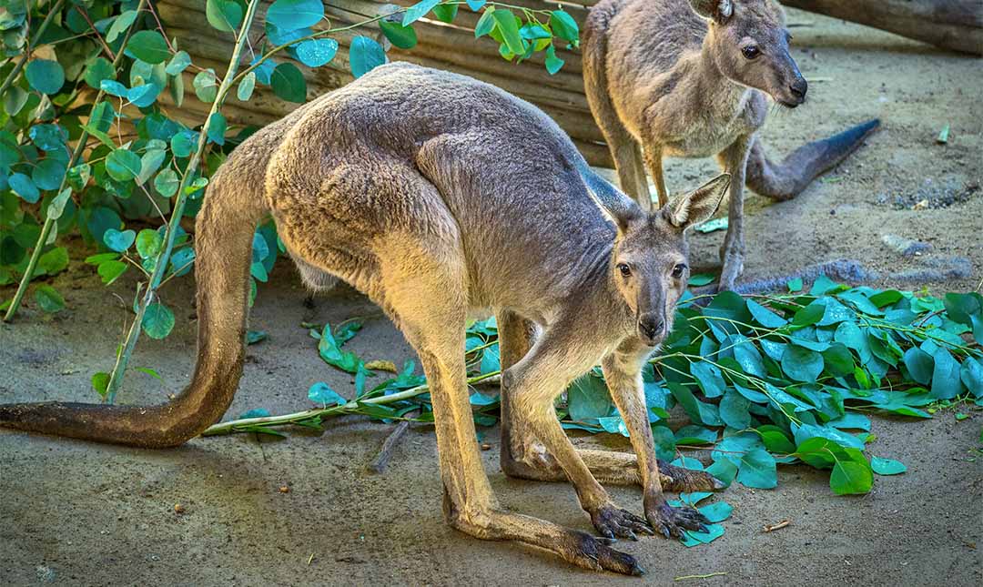 Kangaroo couple