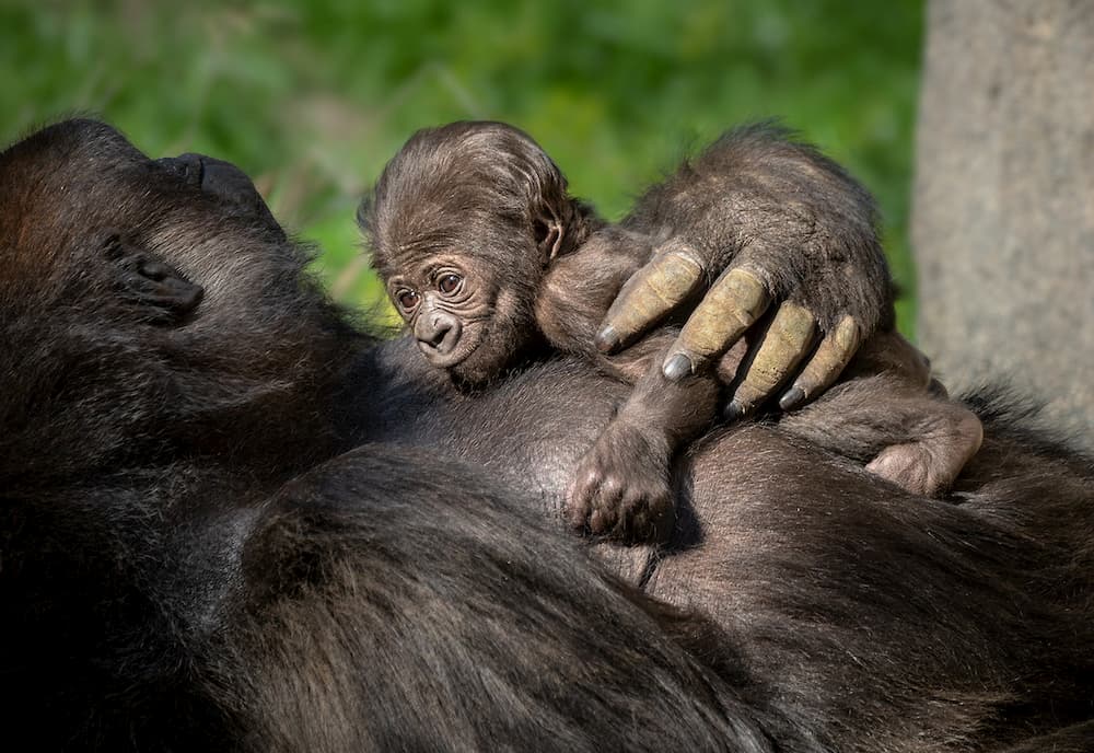 1000px x 688px - IT'S A GIRL! L.A. ZOO CONFIRMS THE SEX OF ITS CRITICALLY ENDANGERED WESTERN  LOWLAND GORILLA BABY - Los Angeles Zoo and Botanical Gardens