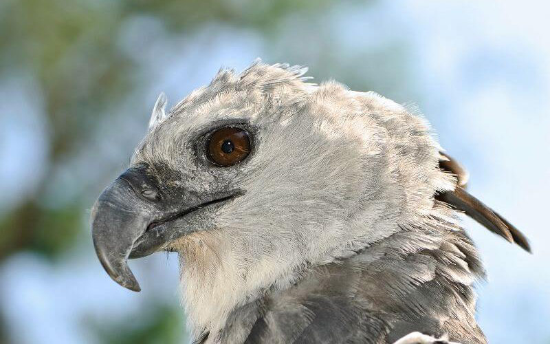 After Years in Captivity, These Rescued Harpy Eagles Are