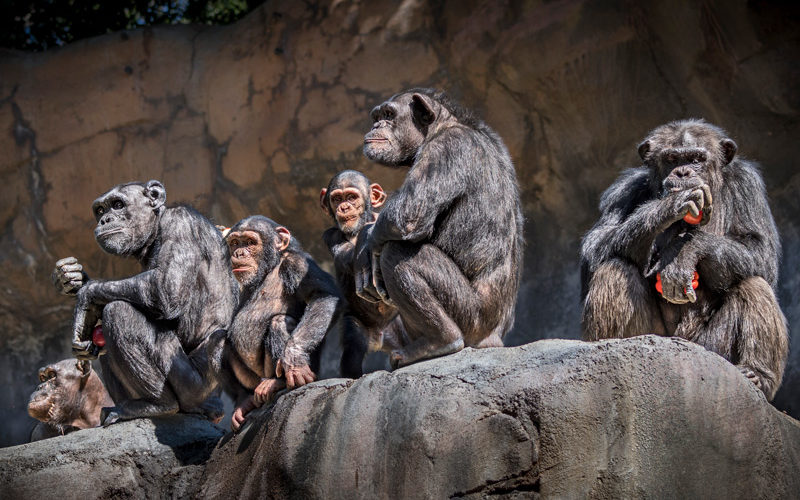 Los Angeles Zoo Primates