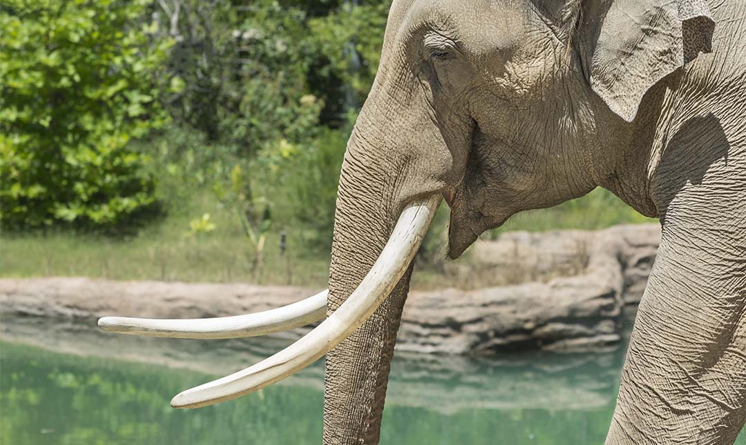 Close-up of Billy, the male Asian elephant, walking past his pool in the background.