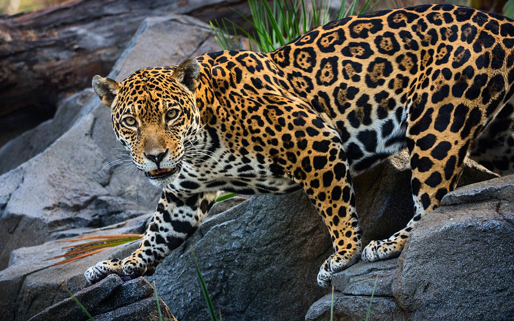 Side profile of a jaguar as it climbs over some rocks