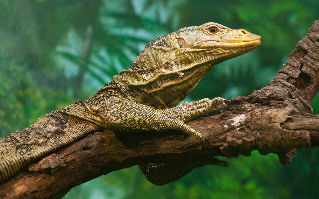 a large lizard perches on a branch
