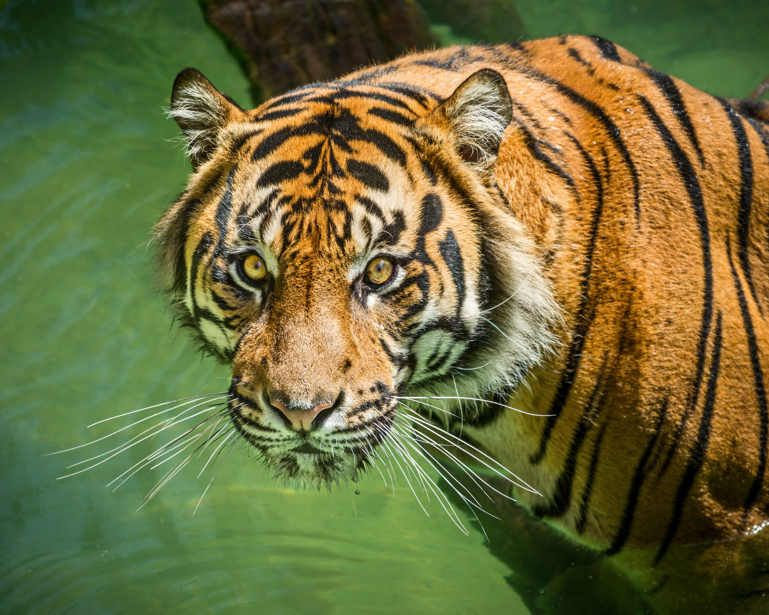 head and shoulders portrait of a tiger standing in greenish water