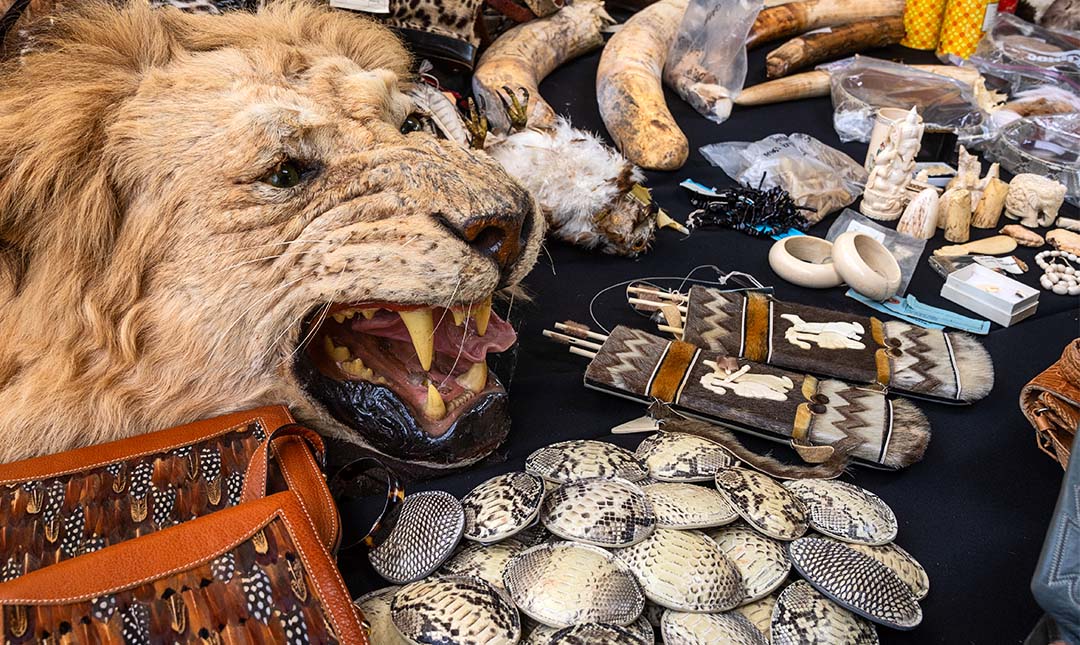 A display of objects made from illegal wildlife parts, including a lion's head and items made from ivory and alligator skin
