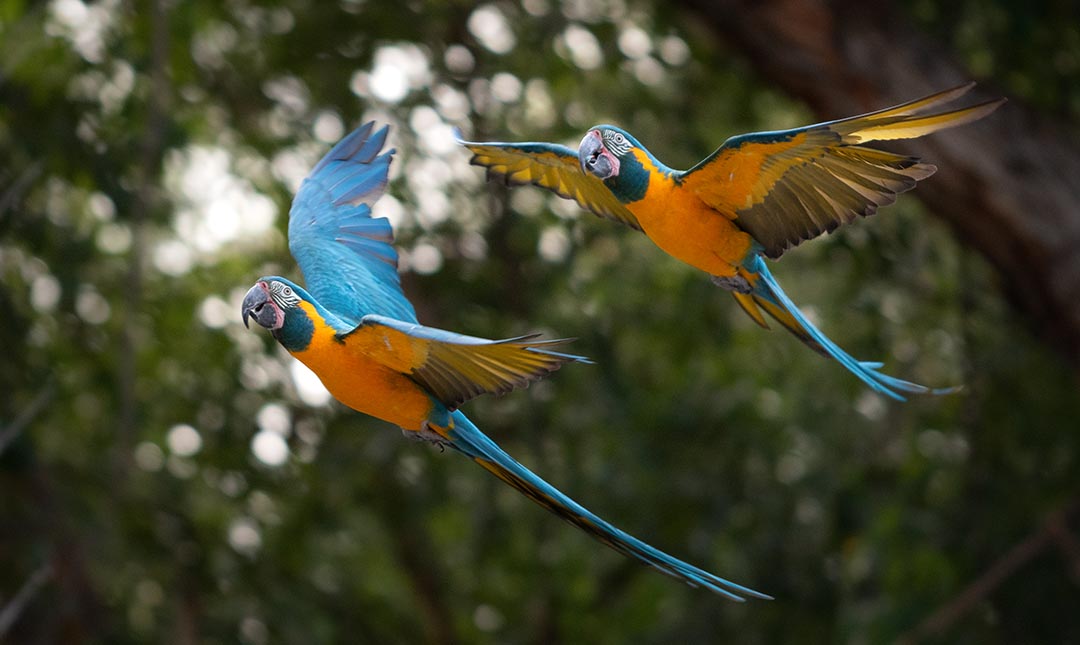 Blue Throated Macaws Flying in the Birdshow