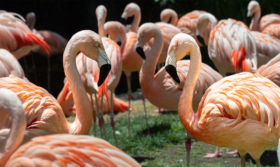 Flamingoes