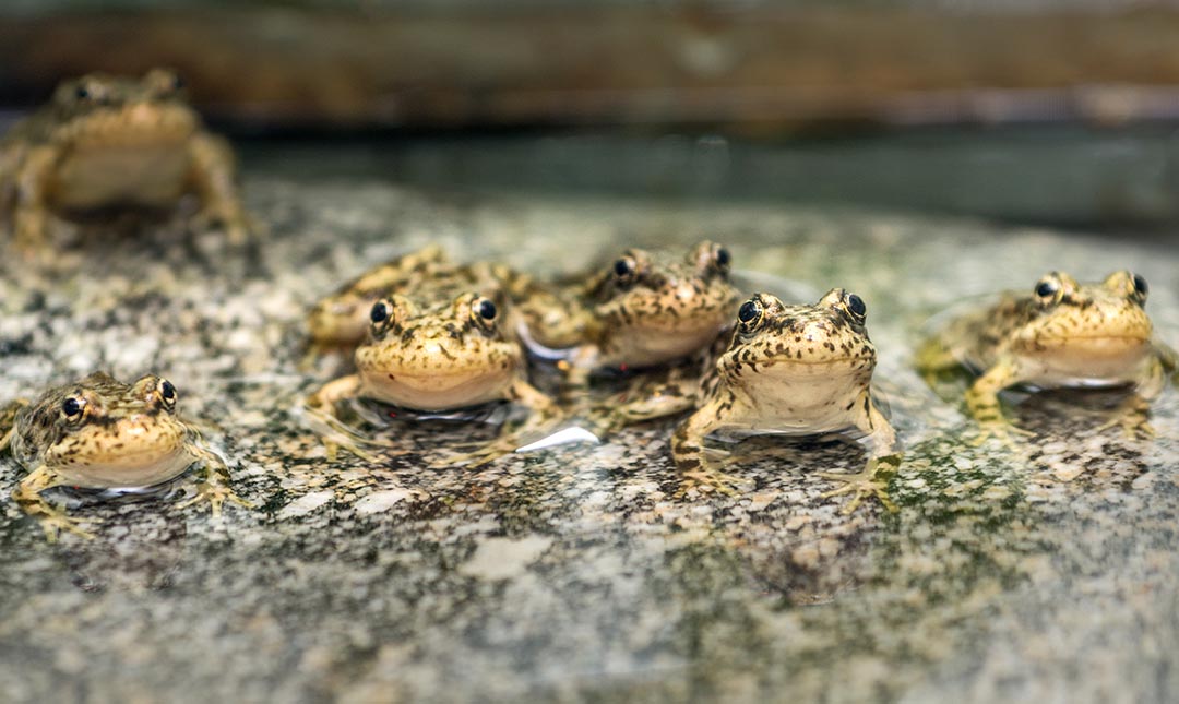 Several small frogs with mottled green skin and white bellies stand partially submerged in water