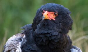 Our close up of the Bateleur eagle.