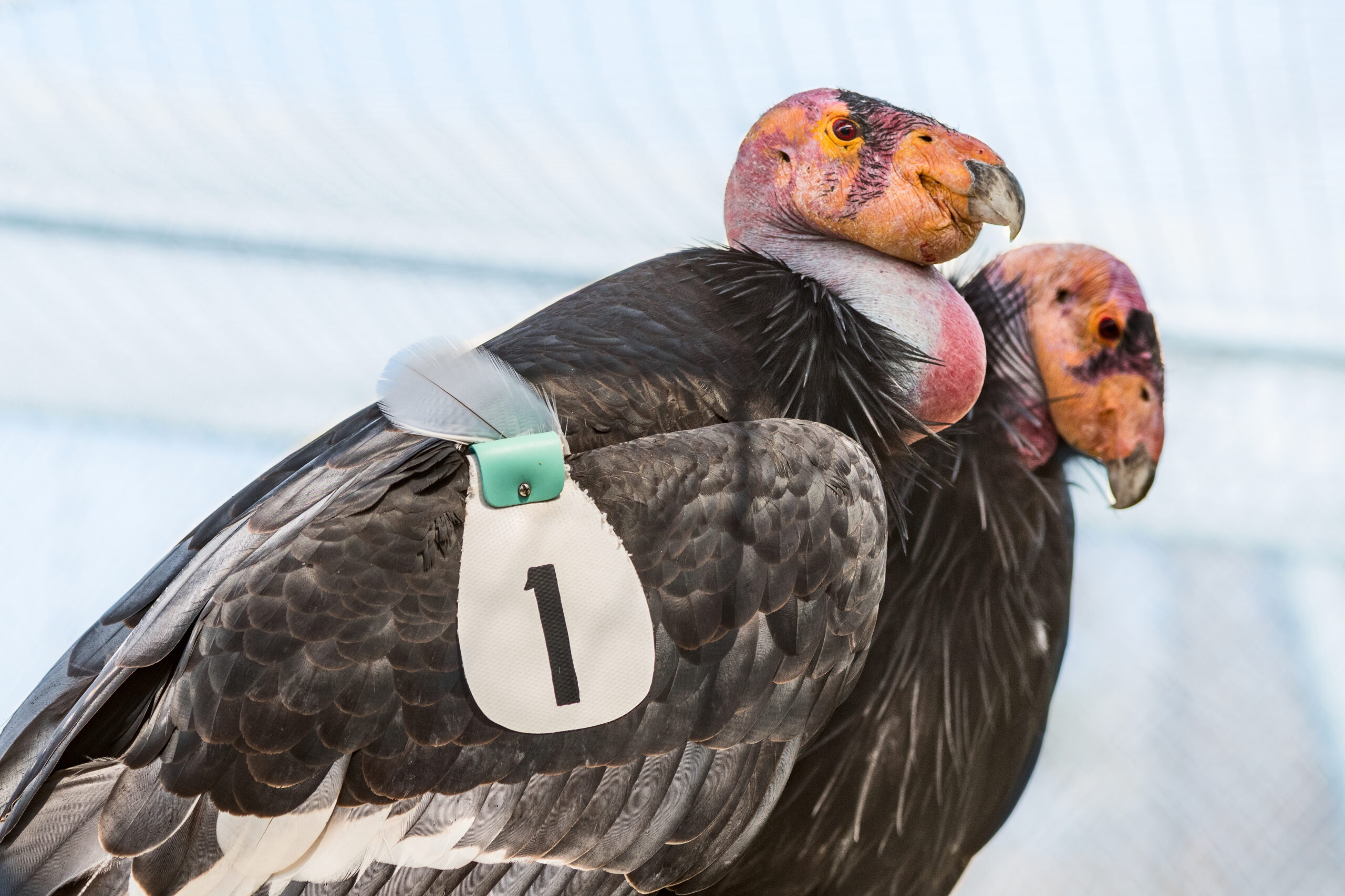 A California condor whose wing tag reads #1 stands with another condor in a large aviary