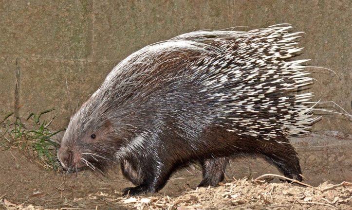 Mammals - Los Angeles Zoo And Botanical Gardens (la Zoo)