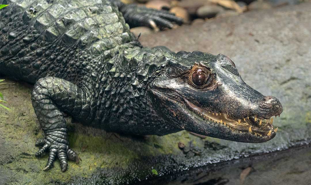 LOS CAIMANES ZOO