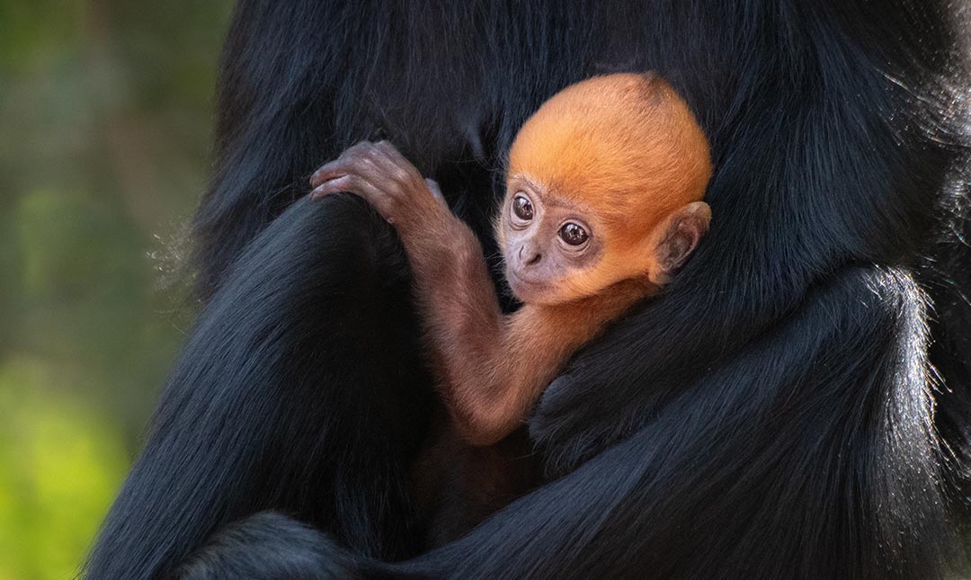 A baby monkey with orange fur holds onto the body of an adult monkey