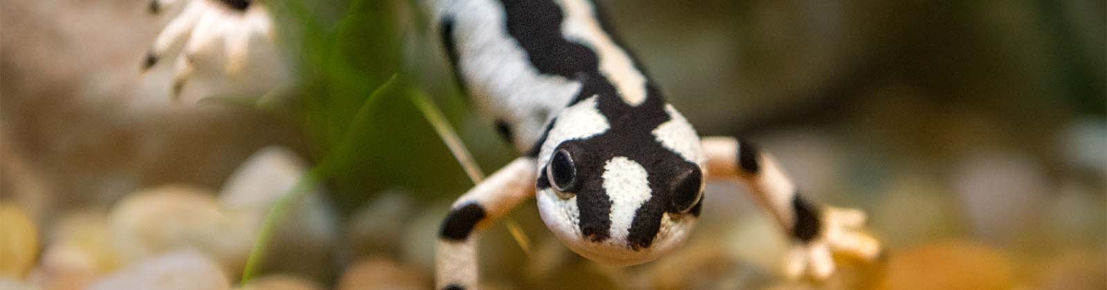 A close up of a Iranian Harlequin Newt gazing at patrons as they walk by.