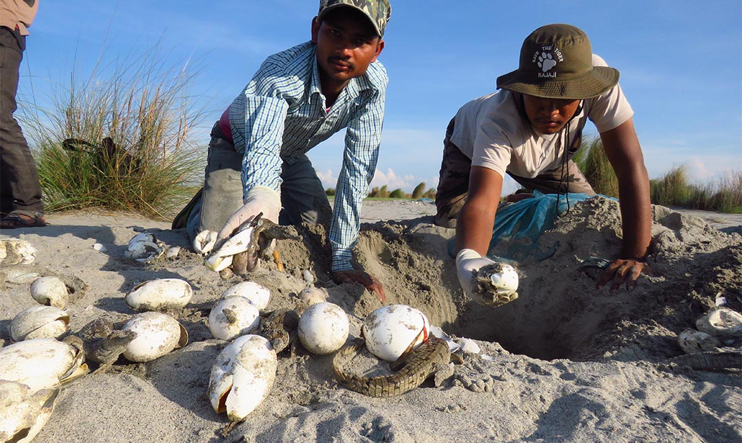 Nest Watcher and Biologist taking out the hatched gharial eggs from nest