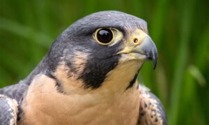 Close up of a Peregrine Falcon