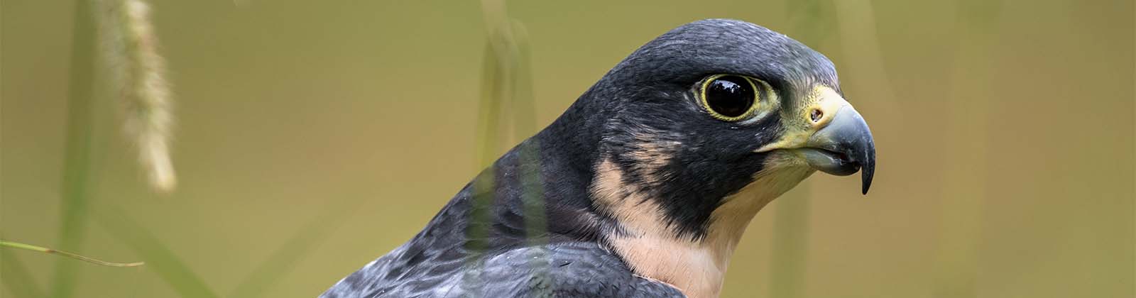 Peregrine Falcon - Los Angeles Zoo and Botanical Gardens (LA Zoo)
