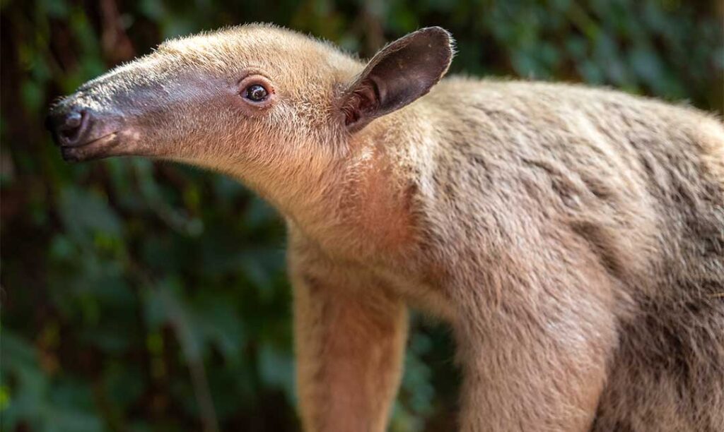 If a tamandua feels threatened while in a tree, it will hold onto