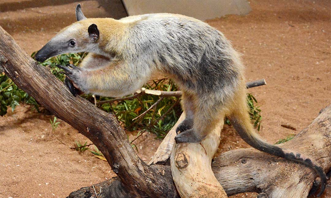 a tamandua, a mammal with a long snout, stands on a branch
