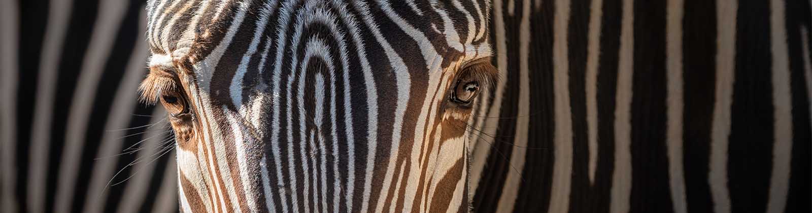 closeup of a zebra's face