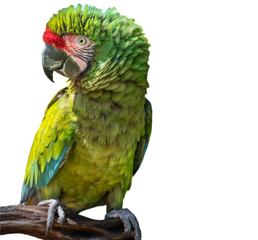 Perched macaw